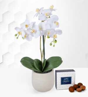 Silk Orchid plant – Free Chocs