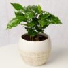 Coffee Plant in Ceramic Pot