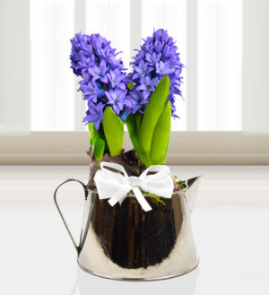 Jug of Hyacinths – Free Chocs