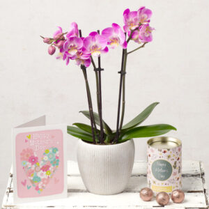 Mini Phalaenopsis Mother’s Day Gift